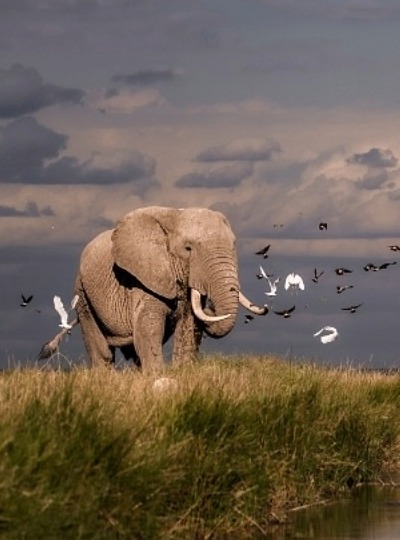 Amboseli National Park