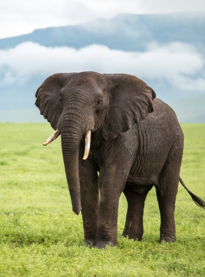 Tarangire National Park