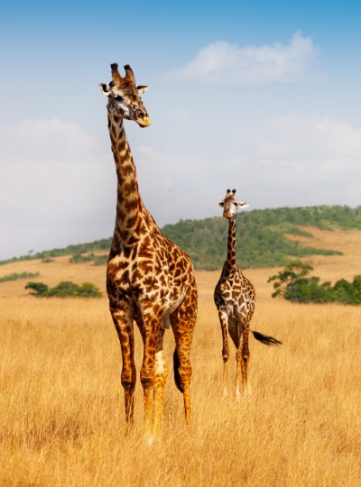 Samburu National Reserve
