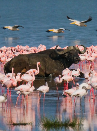Lake Nakuru National Park