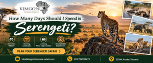 Serengeti Safari