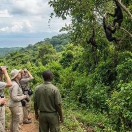 safari-activity-17