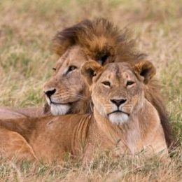 safari-activity-20
