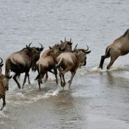 safari-activity-21