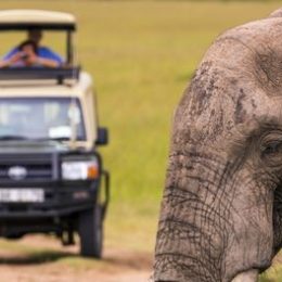 safari-activity-8
